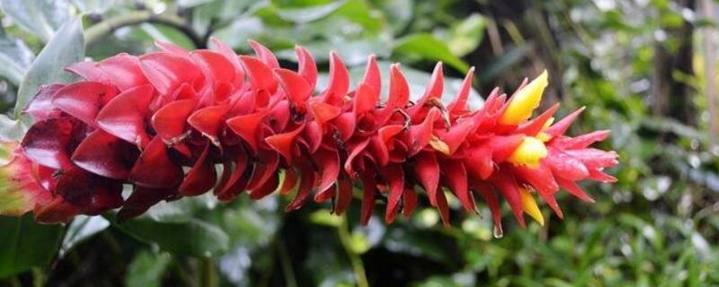 一顶红怎么养 顶红花怎样养