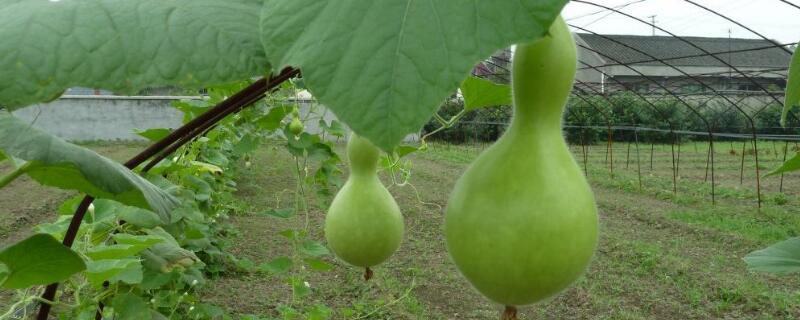葫芦种子多久发芽（葫芦种子多久发芽结果）