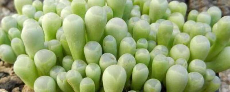 五十铃玉断了能插吗 五十铃玉断了根还能活吗