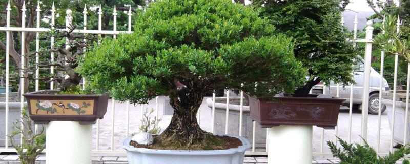 雀舌黄杨寿命（雀舌黄杨生长快吗）