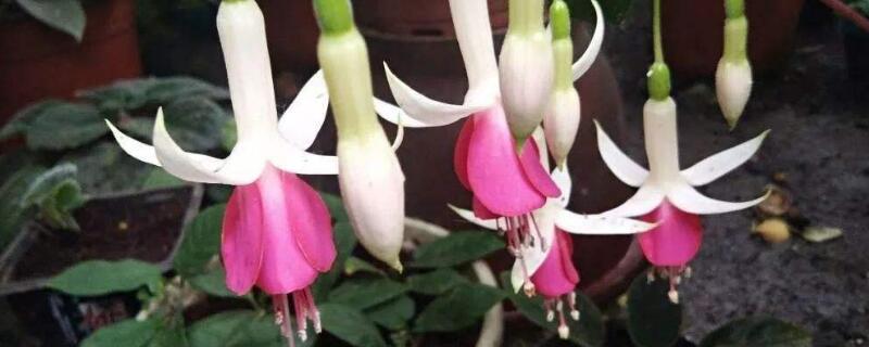 倒挂金钟小苗怎么摘心 倒挂金钟小苗怎么修剪