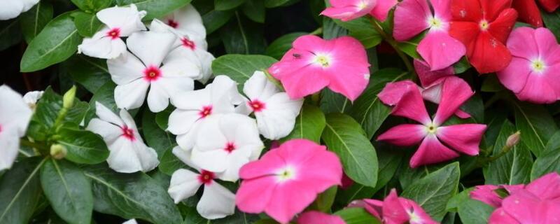 长春花怎样爆盆 长春花容易爆盆的品种