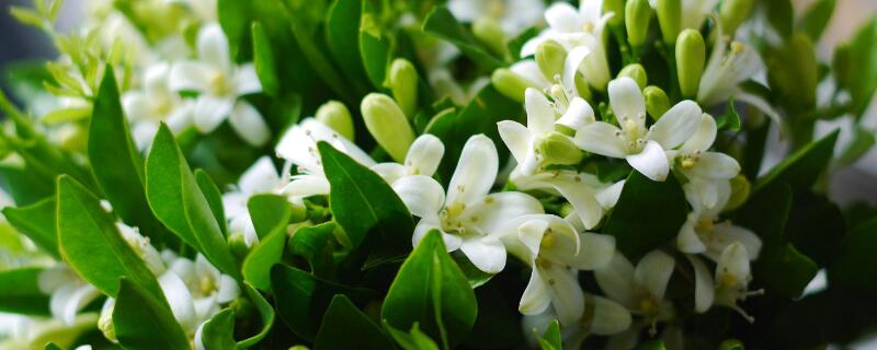 水晶茉莉养殖方法（茉莉怎么水养）