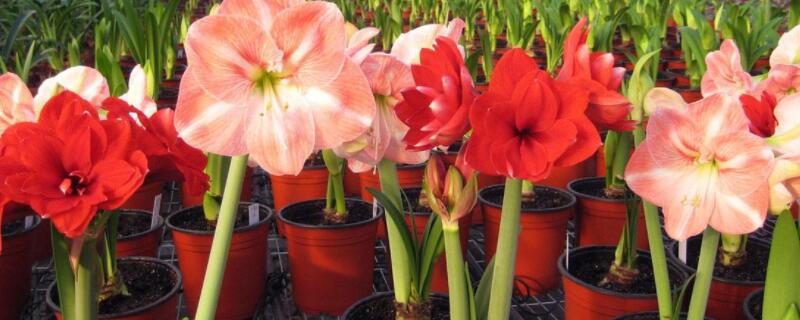 朱顶红种球几月种植（刚买回来的朱顶红种球怎么种植）