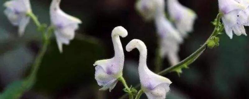 天鹅花怎么种 天鹅花盆种什么花漂亮