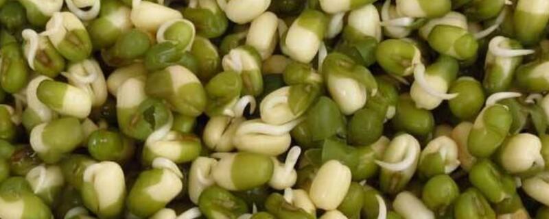 怎样发绿豆芽 怎样发绿豆芽在家里