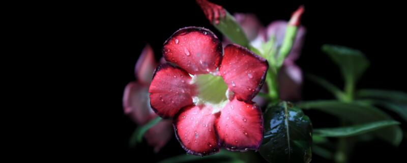 沙漠玫瑰怎么扦插 沙漠玫瑰怎么扦插什么时候扦插