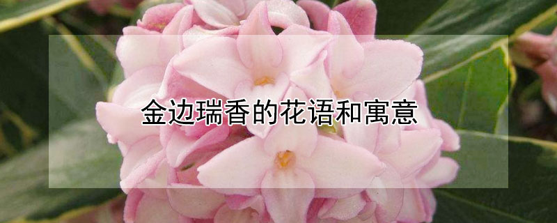 金边瑞香的花语和寓意 金边瑞香花花语