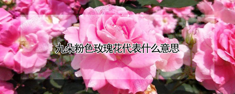 九朵粉色玫瑰花代表什么意思(9朵粉色的玫瑰花代表什么意思)