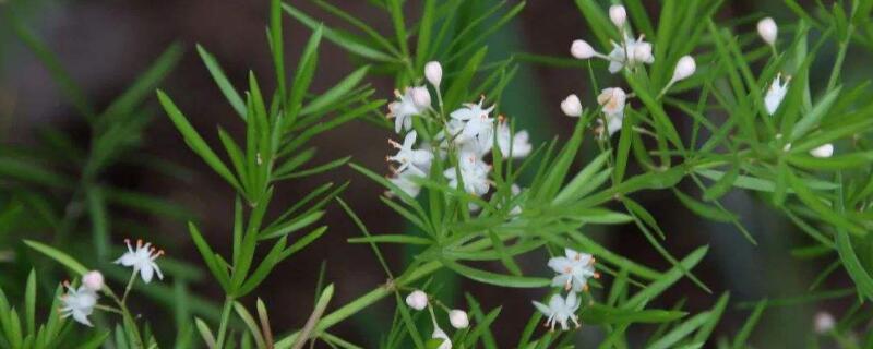 天门冬为什么不开花（天门冬开什么样的花）