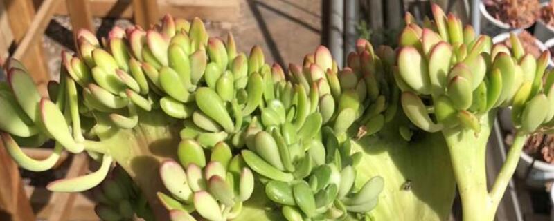 达摩宝珠多肉叶黄了 多肉达摩宝珠下面有黄叶