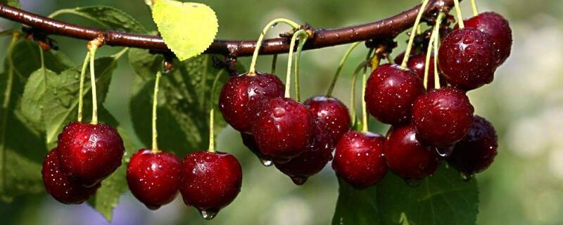 樱桃树春天什么时候浇水 樱桃树春天什么时候浇水最好