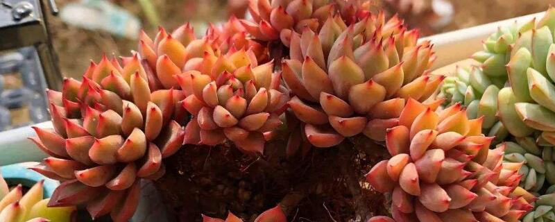 朱砂痣多肉怎么养 朱砂痣多肉怎么养殖方法