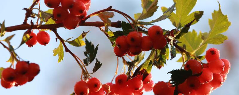 红豆花在花瓶怎么养 红豆花适合养在室内吗