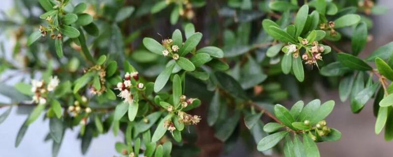 赤楠干叶子是怎么回事(赤楠新长出的叶子全干了)