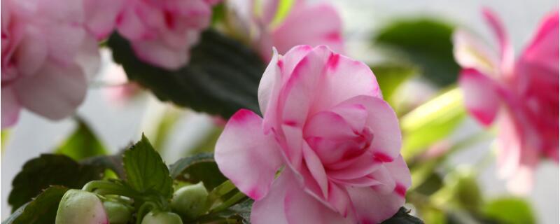 水梅掉花骨朵怎么补救（水梅花掉叶掉花怎么办）