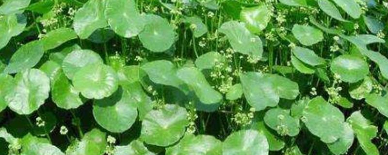 香菇草的养护方法 香菇草生活环境