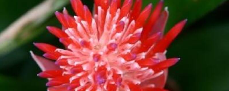 水塔花怎么浇水（水塔花怎样浇水）