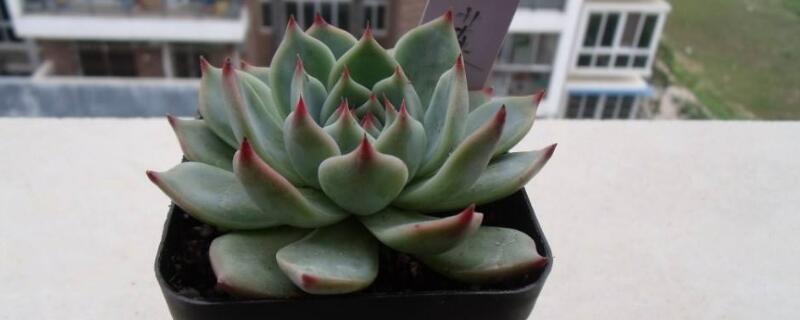 吉娃莲的养殖方法（吉娃娃的养殖方法）