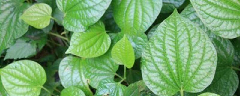 假蒌叶的功效（假蒌叶的功效果子是什么样的）