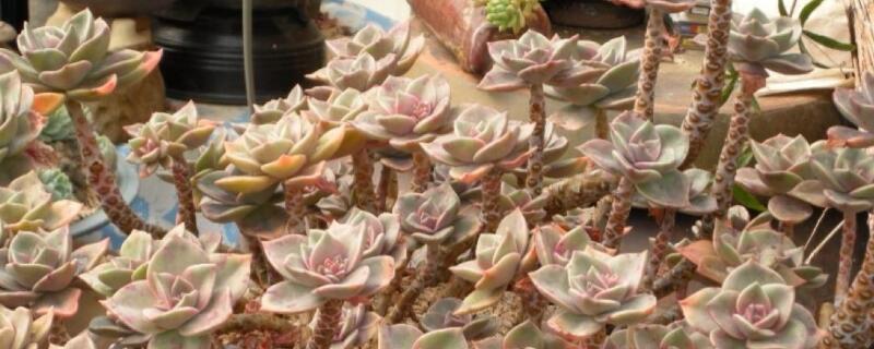 多肉土壤要求 多肉种植土壤要求