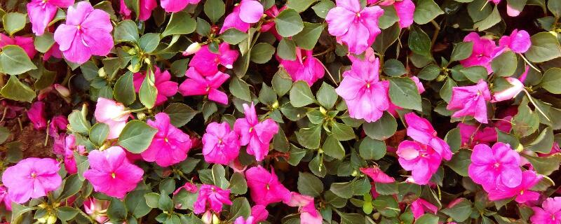 天门冬草花的养殖 天门冬草怎么养