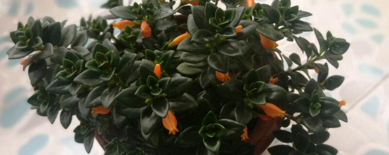 金鱼吊兰修剪教程(金鱼吊兰如何修剪)