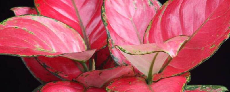 万年青吉利红怎么养 万年青吉利红