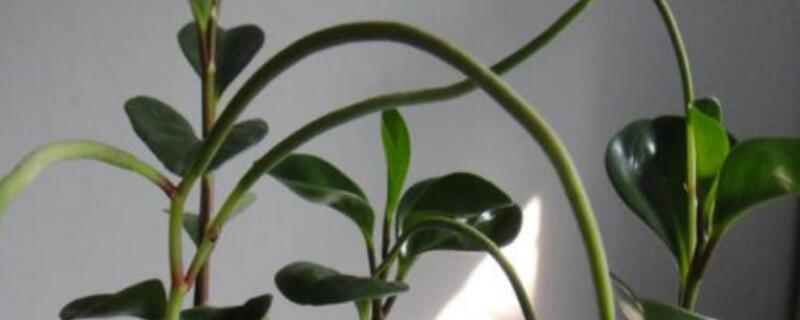 植物碧玉开花如何修剪（碧玉花需要修剪吗）