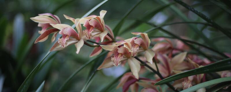 蕙兰怎么浇水 蕙兰花怎么浇水