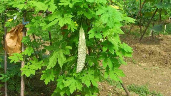 苦瓜栽培怎样剪枝 苦瓜种植怎么掐枝