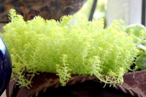 黄金万年草怎么修剪