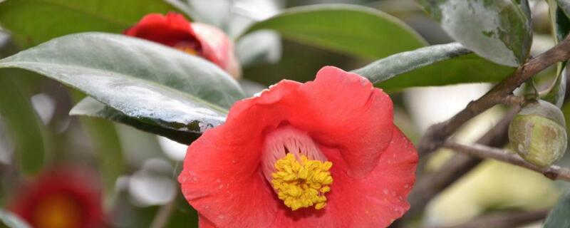 地栽耐冬黄叶怎么办（耐冬花叶子黄怎样处理）