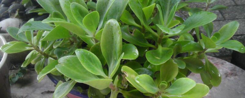 夏天花盆里有小飞虫怎么办 花盆儿里有小飞虫怎么办?