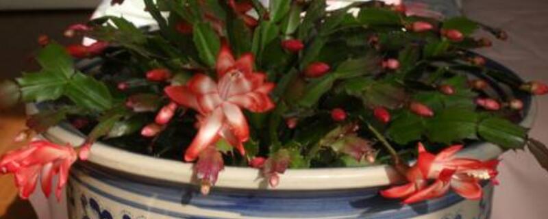 荷兰蟹爪兰的养殖方法 荷兰红蟹爪兰养殖方法