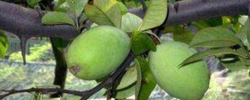 木瓜树的养护管理(木瓜树的管理与护养)