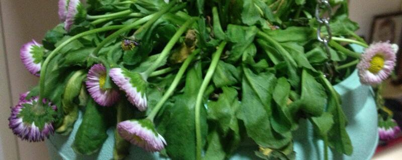 雏菊叶子蔫了怎么办 雏菊花叶子蔫了怎么办