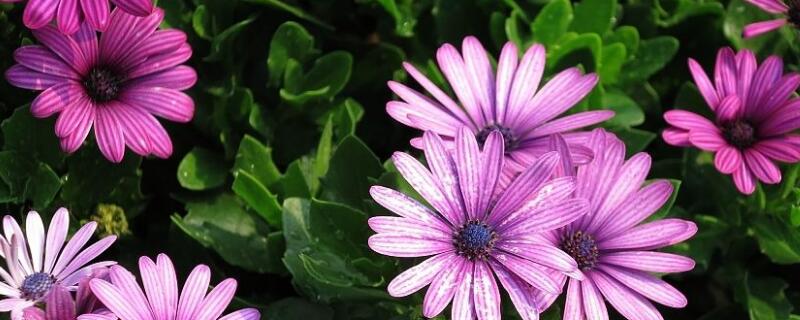 蓝目菊怎么打顶 蓝目菊小苗打顶视频