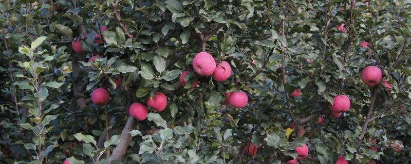 一颗苹果树能授粉吗 一颗苹果树开花如何授粉