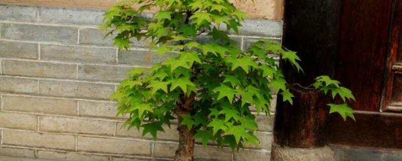 五角枫盆景怎么修剪(五角枫盆景怎么养)