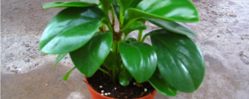 青叶碧玉怎么修剪 青叶碧玉怎么养护