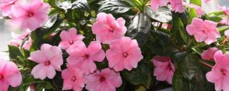 水梅花开花时用什么花肥（水梅花用什么肥料）