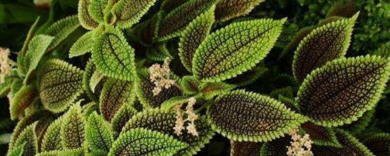 皱叶冷水花叶子焦边 冷水花叶子发焦后脱落