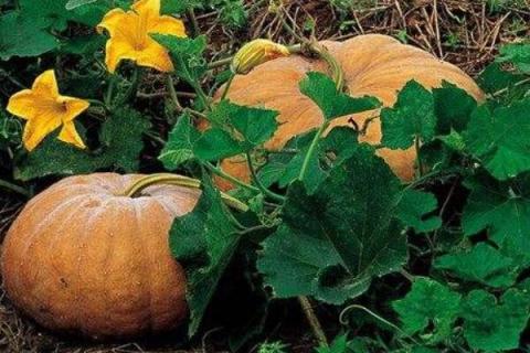 南瓜只开花不结果是什么原因