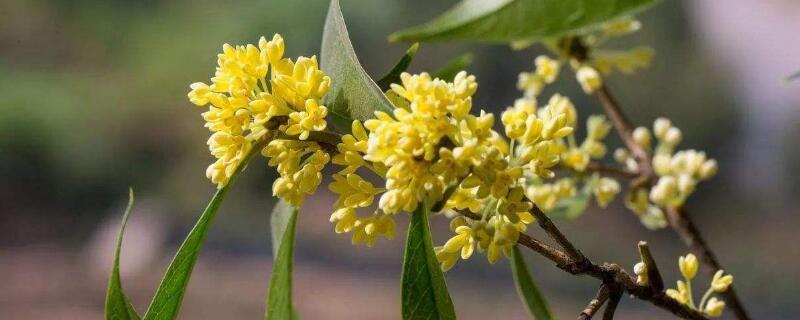 四季桂怎么养 四季桂怎么养才长得好