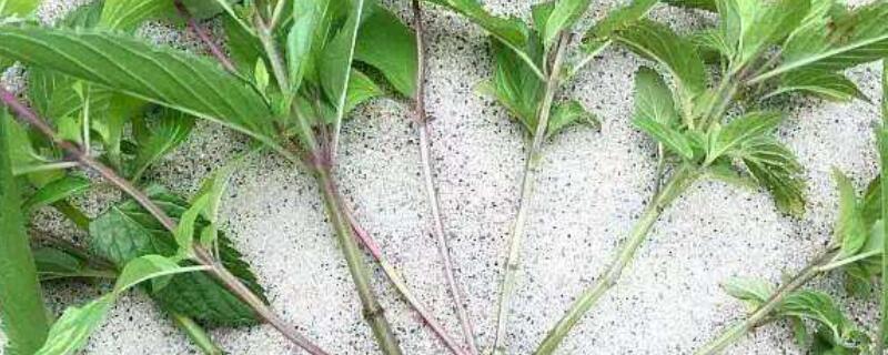 薄荷插枝能活吗 薄荷的嫩枝能插栽成活吗