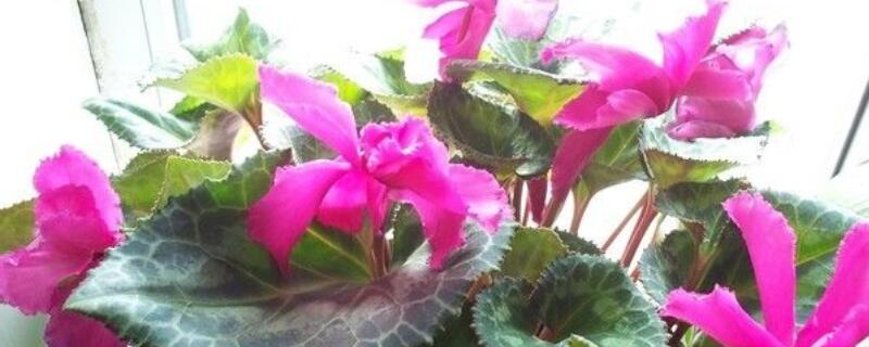 萝卜莲花期怎么护理 萝卜莲座期