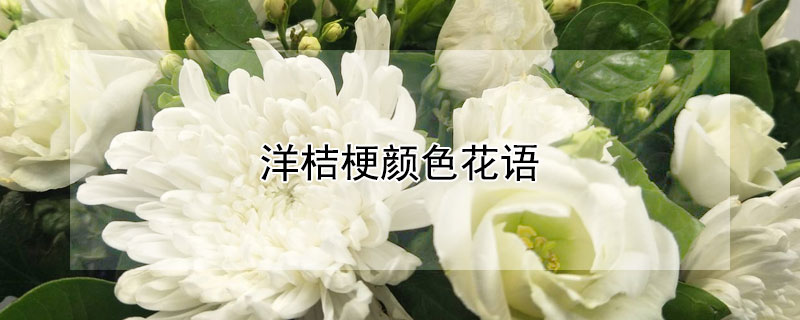 洋桔梗颜色花语 洋桔梗花不同颜色的花语