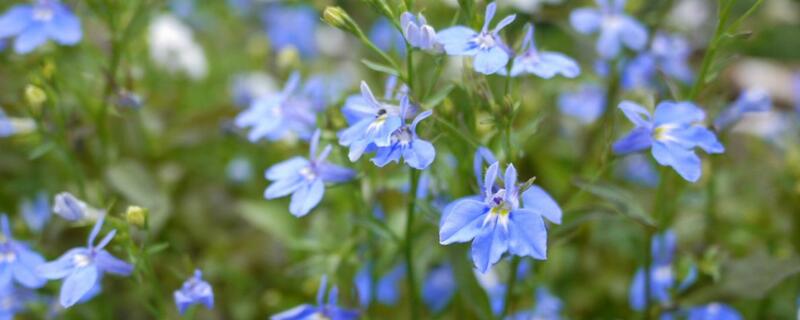 六倍利种子催芽 六倍利播种多久发芽