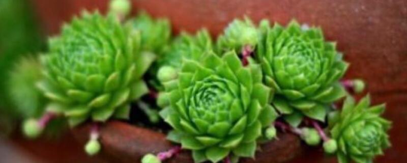 长生草怎么养到包起来 长生草徒长了怎么办